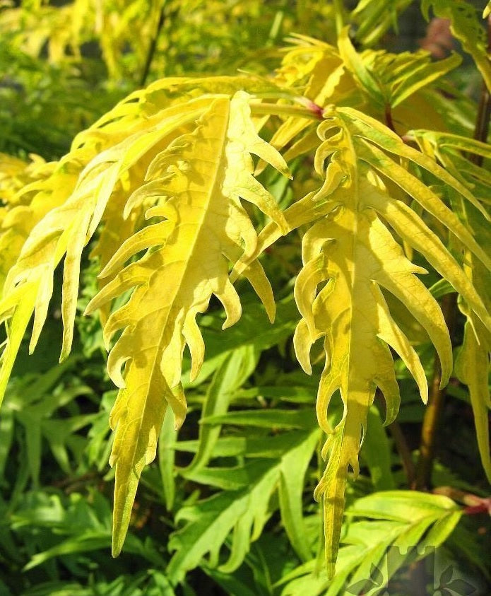 Golden Cutleaf Elderberry Plumosa Aurea (Sambucus racemosa)