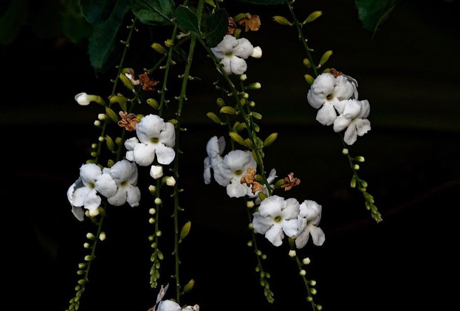 Golden Dewdrop Alba (Duranta erecta)