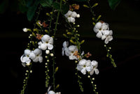 Golden Dewdrop Alba (Duranta erecta) - Ladybird Nursery