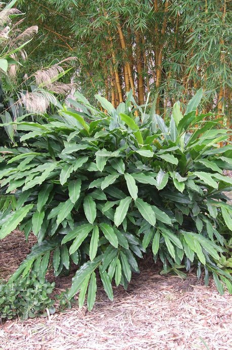 False Cardamom Ginger Cardomom (Alpinia mutica) - Ladybird Nursery