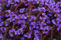 Fan Flower Top Pot (Scaevola aemula) - Ladybird Nursery