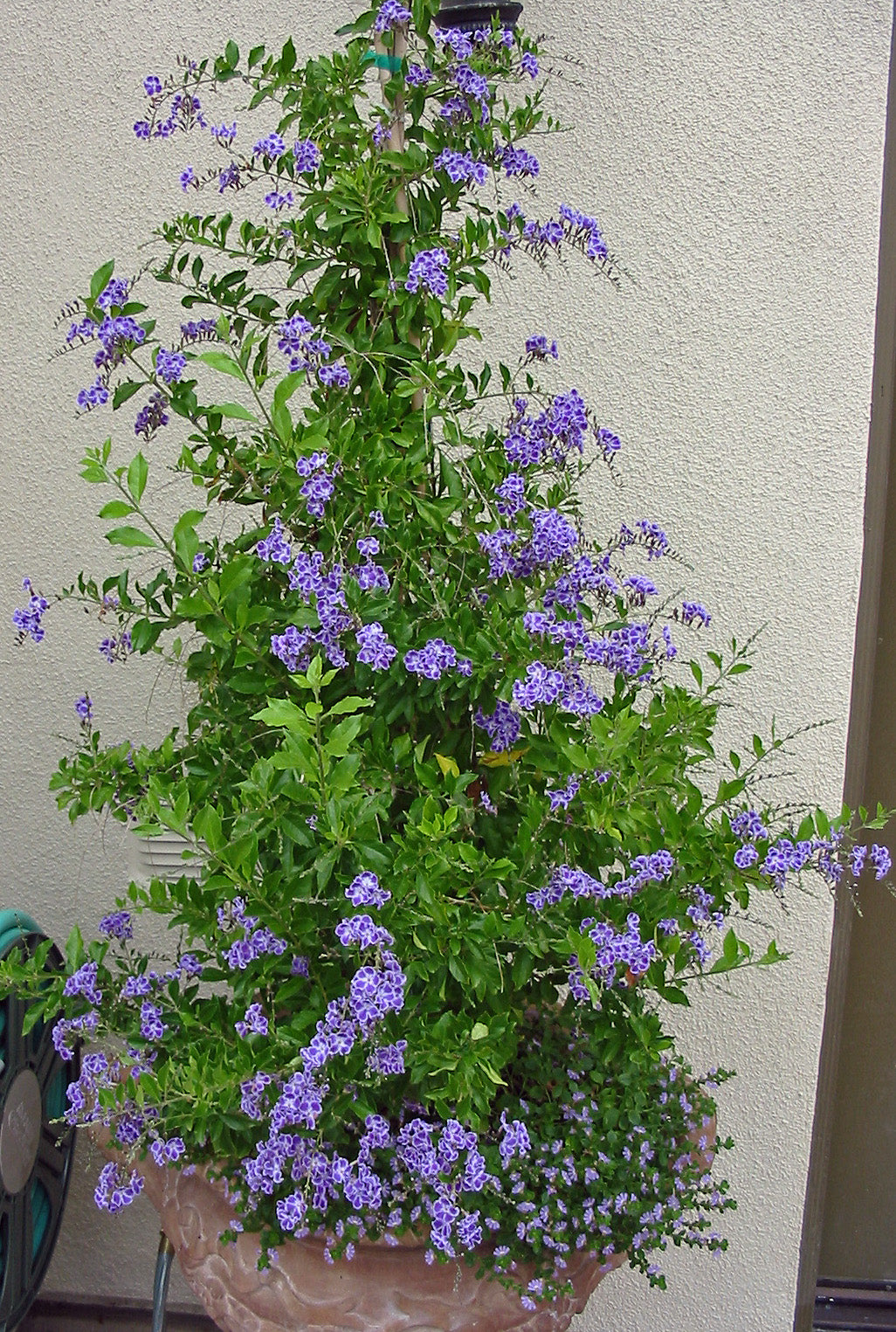 Golden Dewdrop Blue (Duranta erecta)