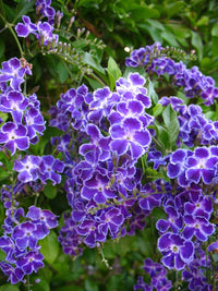 Golden Dewdrop Geisha Girl (Duranta erecta) - Ladybird Nursery