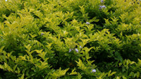 Golden Dewdrop Sheenas Gold (Duranta erecta) - Ladybird Nursery