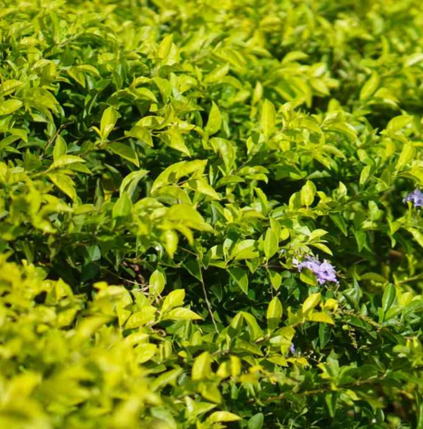 Golden Dewdrop Sheenas Minigold (Duranta erecta)