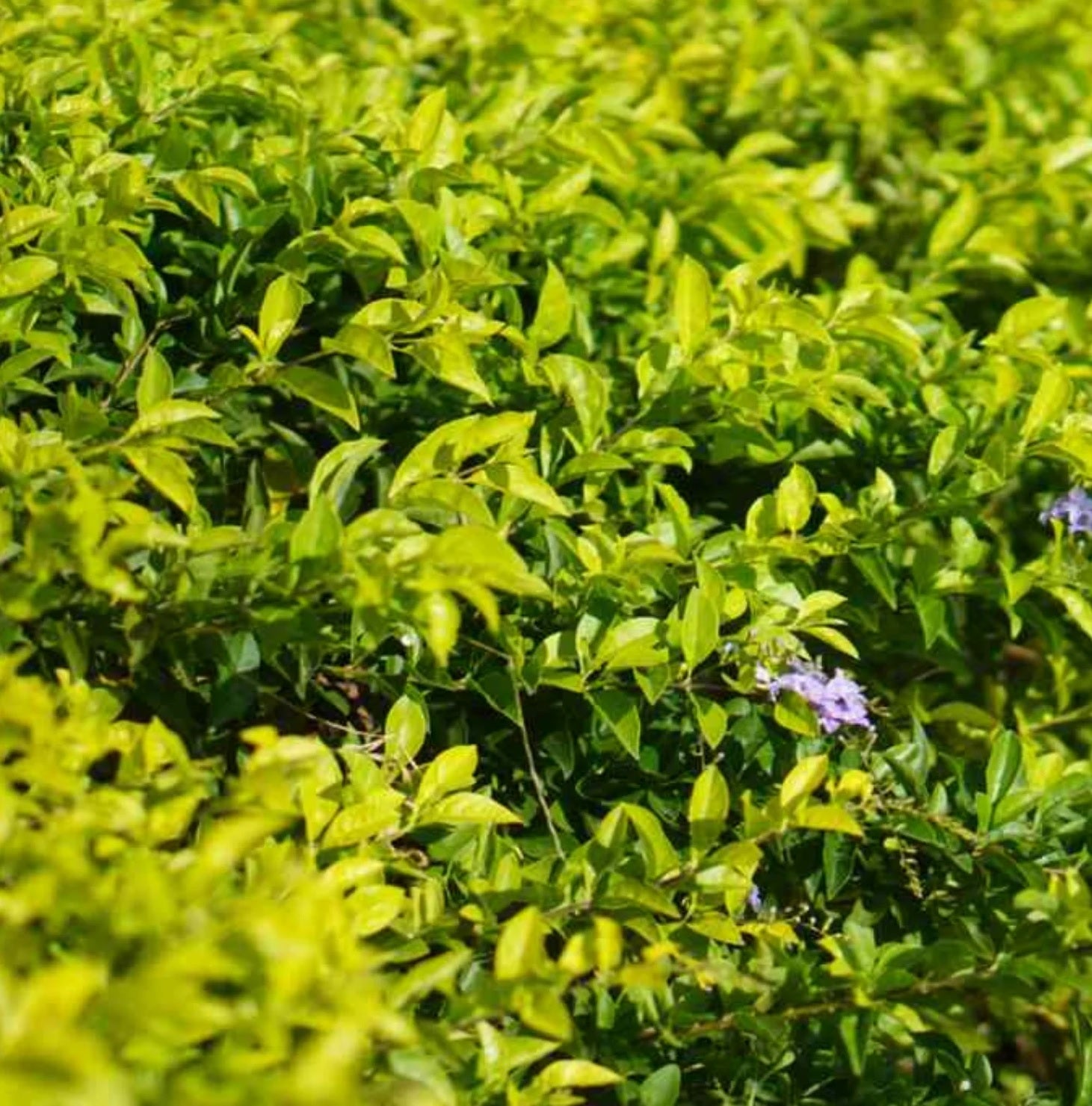 Golden Dewdrop Sheenas Minigold (Duranta erecta)