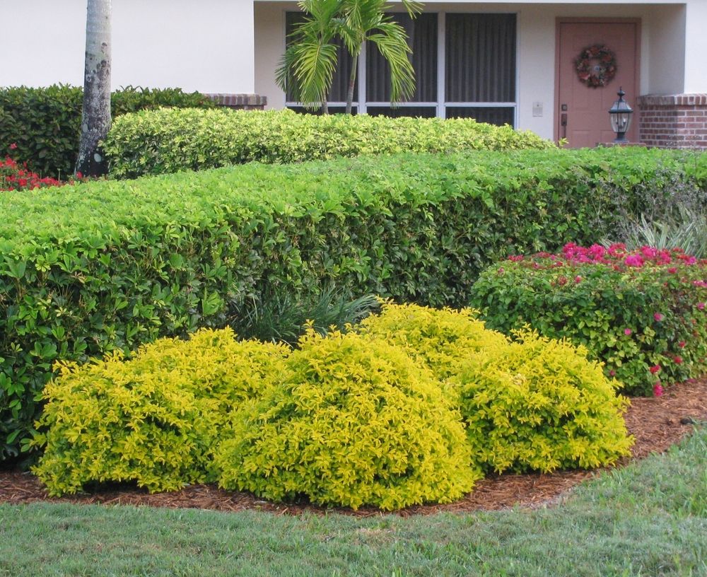 Golden Dewdrop Squatters Gold (Duranta erecta) - Ladybird Nursery