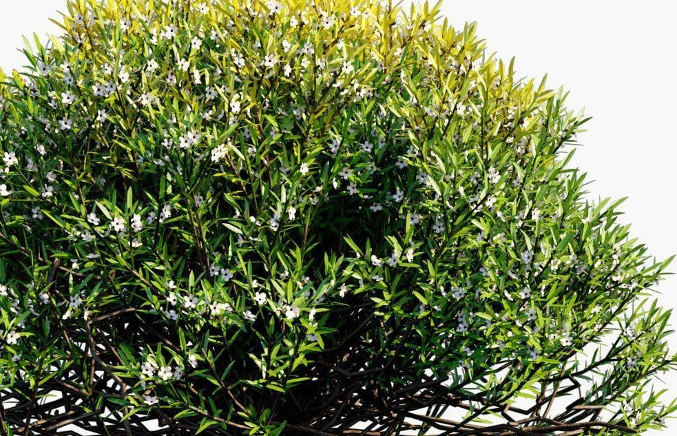 Golden Diosma Aurea (Coleonema pulchellum)