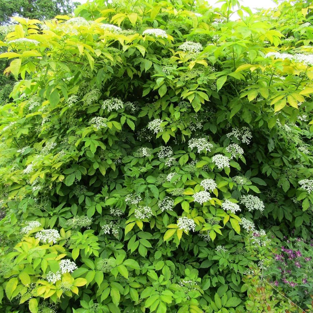 Golden Elderberry Aurea (Sambucus nigra)