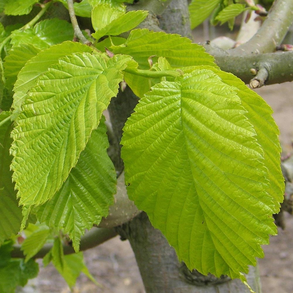 Golden Elm lutescens (Ulmus glabra) - Ladybird Nursery