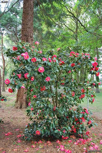 Camellia RL Wheeler (Camellia japonica) - Ladybird Nursery