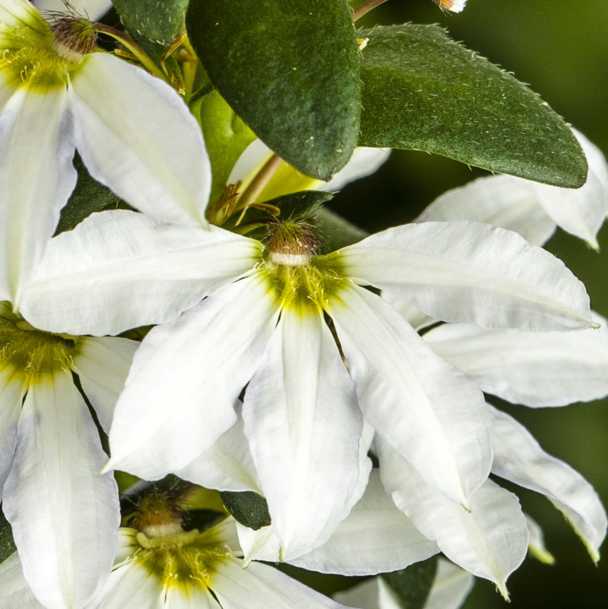 Fan Flower White (Scaevola spp.)