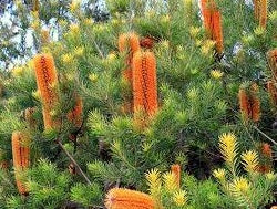 Golden Girl Banksia (Banksia ericifolia)