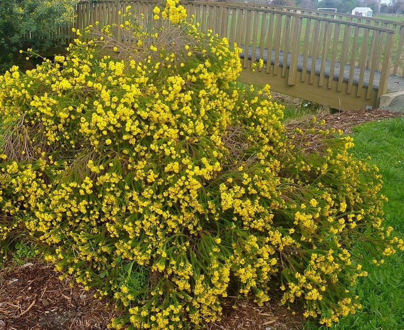 Golden Glow Bush (Euryops virgineus) - Ladybird Nursery
