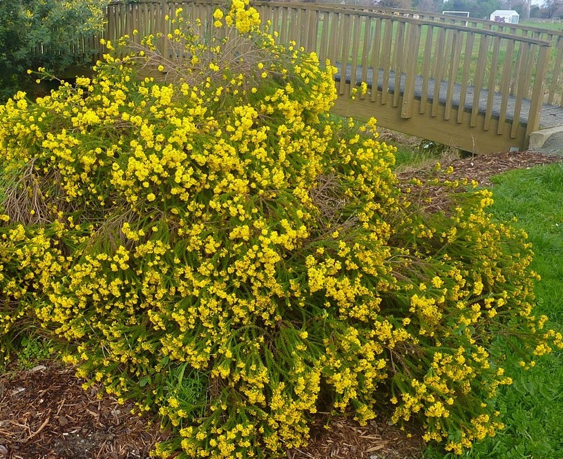 Golden Glow Bush (Euryops virgineus)