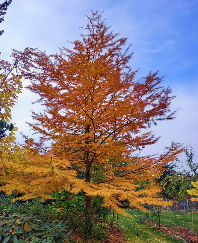 Golden Larch (Pseudolarix amabilis)