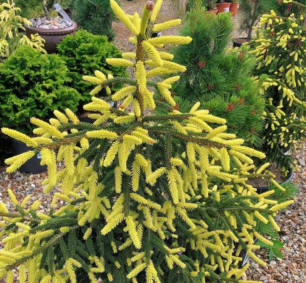 Golden Oriental Spruce Aurea (Picea orientalis)