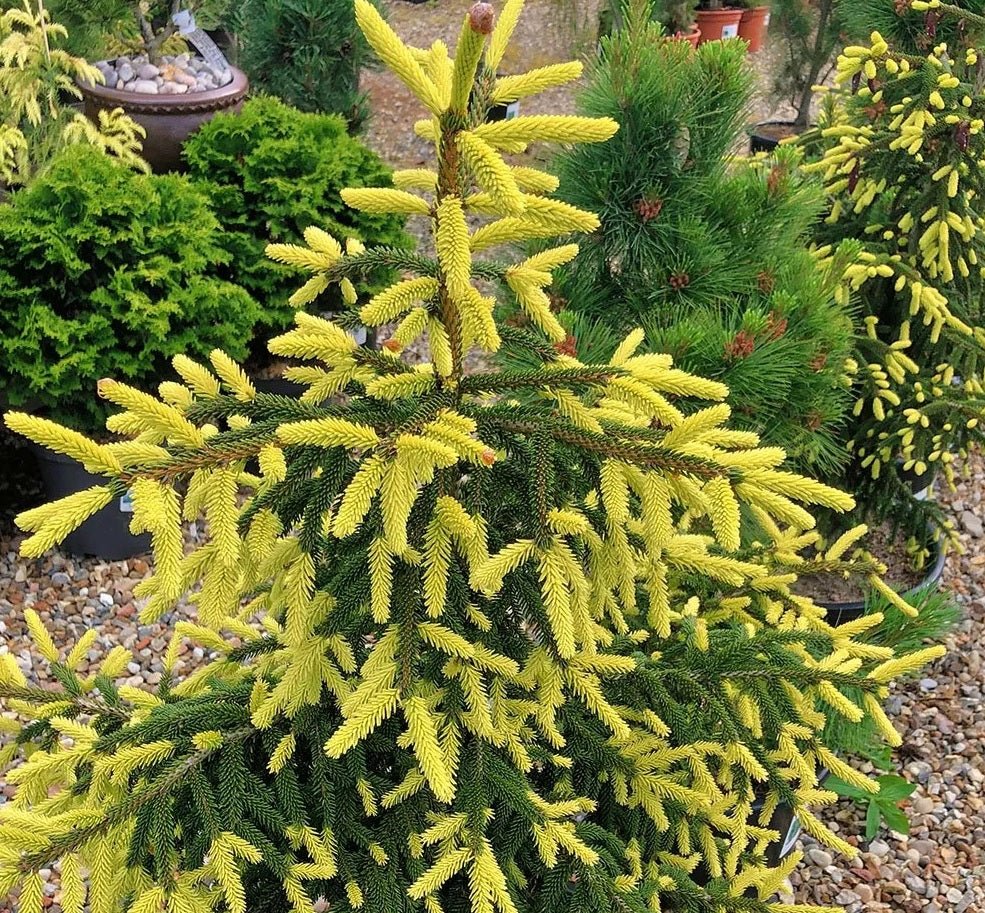 Golden Oriental Spruce Aurea (Picea orientalis) - Ladybird Nursery