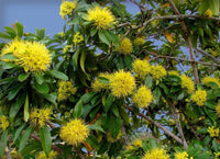 Advanced Golden Penda (Xanthostemon chrysanthus) PICK UP ONLY - Ladybird Nursery