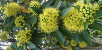 Golden Penda Cream Dancer (Xanthostemon verticillatus) - Ladybird Nursery