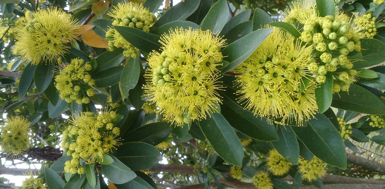 Golden Penda Cream Dancer (Xanthostemon verticillatus) - Ladybird Nursery