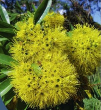 Golden Penda Fairhill Gold (Xanthostemon chrysanthus) - Ladybird Nursery