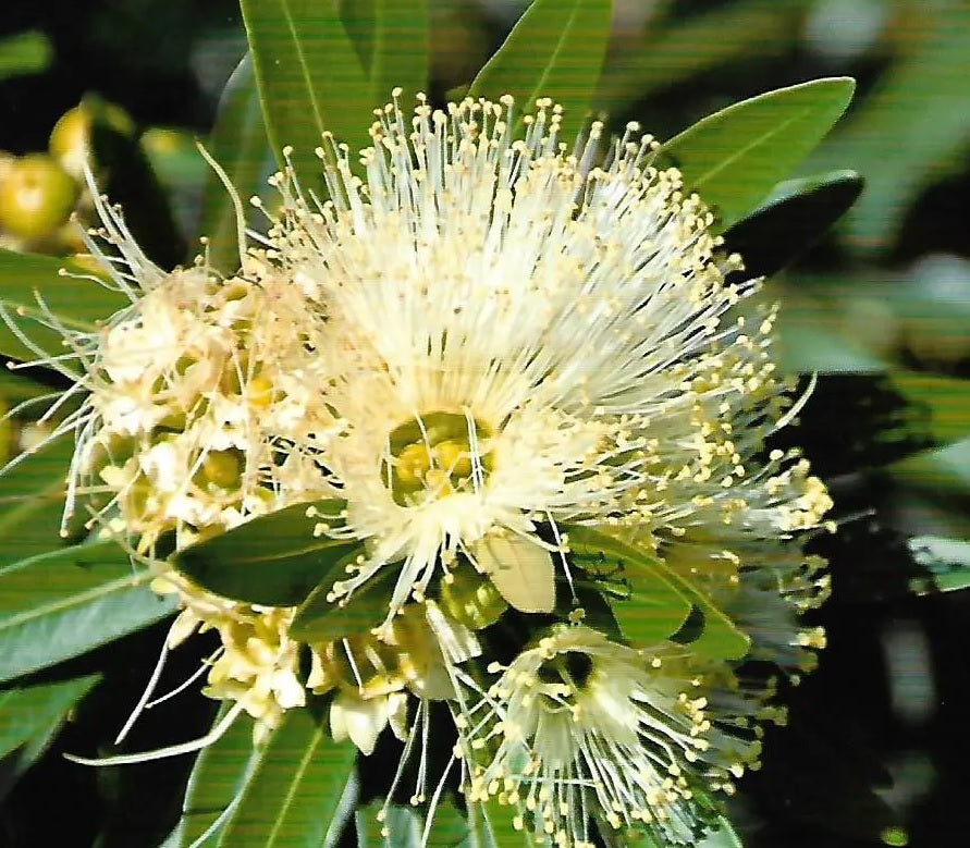 Golden Penda Little (Xanthostemon verticillatus)