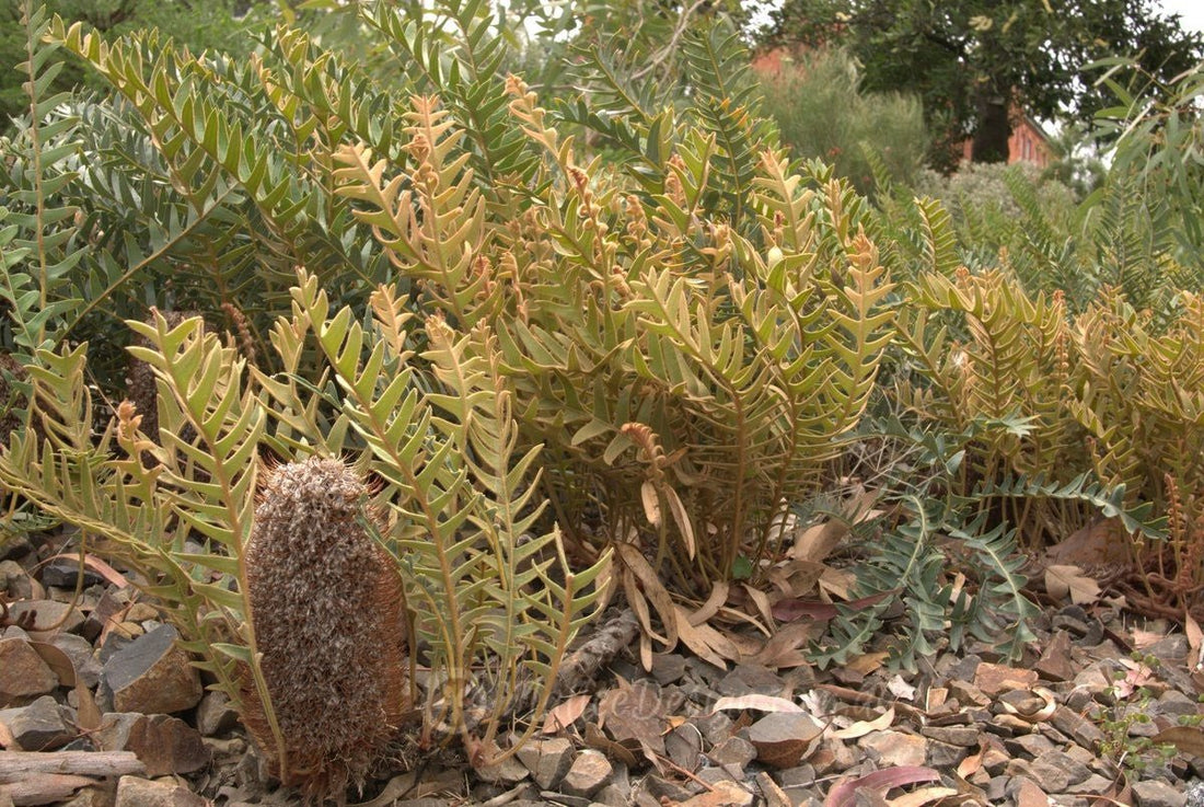 Fern - leaved Banksia (Banksia blechnifolia) - Ladybird Nursery