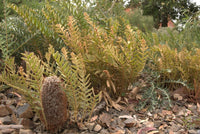 Fern - leaved Banksia (Banksia blechnifolia) - Ladybird Nursery