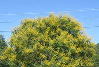 Golden Rain Tree (Koelreuteria paniculata) - Ladybird Nursery