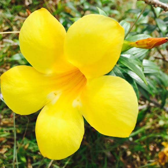 Golden Trumpet Cherry Ripe (Allamanda cathartica)