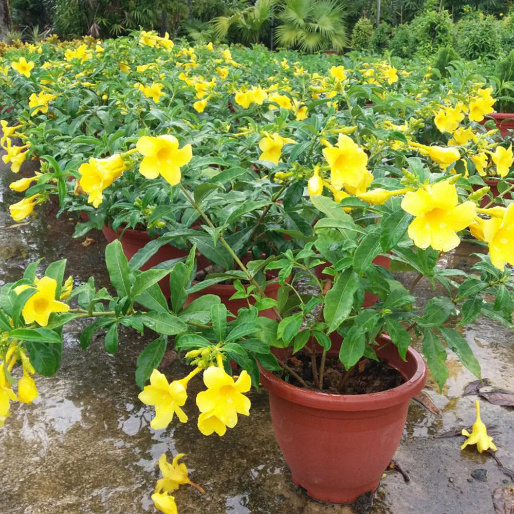 Golden Trumpet Peach Ladders (Allamanda spp.)
