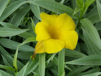 Golden Trumpet Sunnee (Allamanda Silver) - Ladybird Nursery