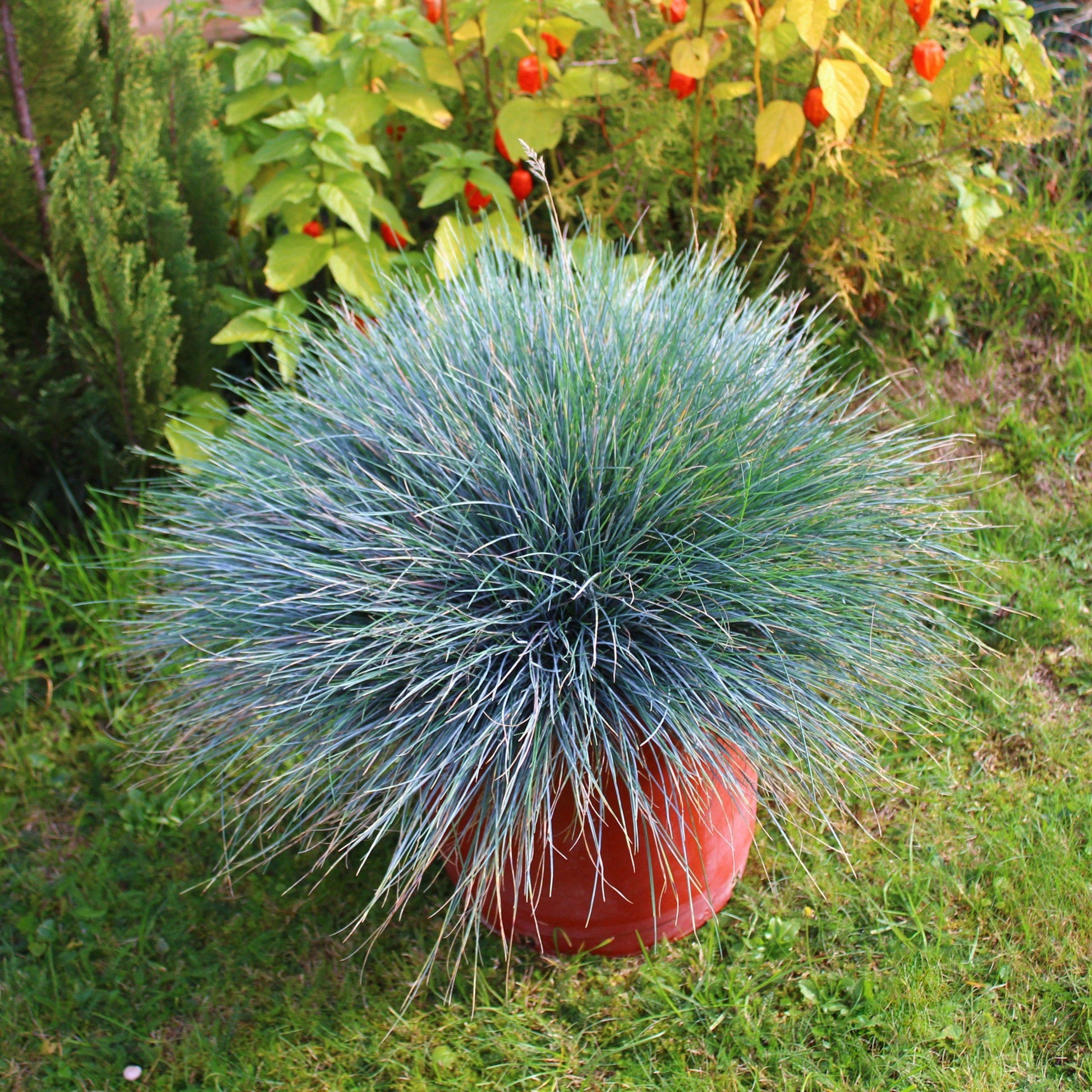 Festuca Beyond Blue (Festuca glauca)