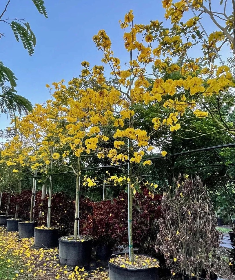 Golden Trumpet Tree (Tabebuia chrysanthus)