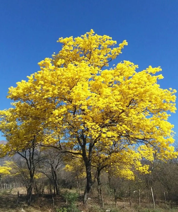 Golden Trumpet Tree (Tabebuia chrysotricha) - Ladybird Nursery