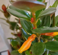 Goldfish Plant (Columnea gloriosa) - Ladybird Nursery