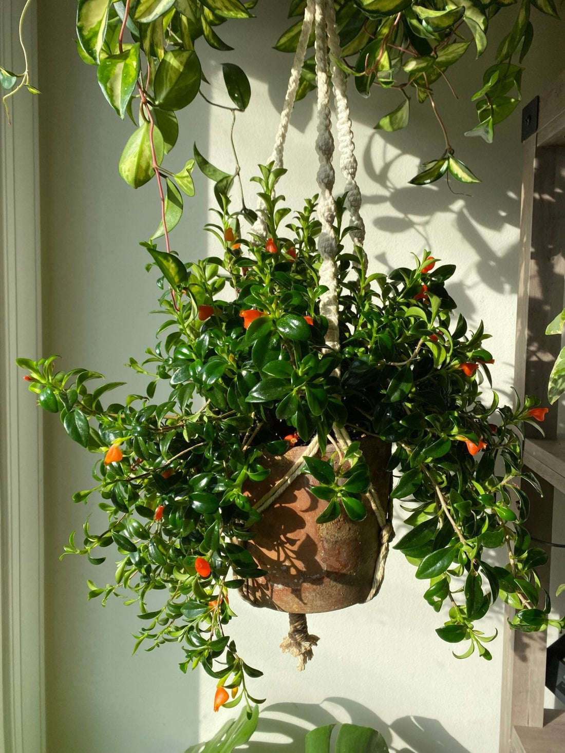 Goldfish Plant (Nematanthus gregarius) - Ladybird Nursery