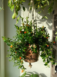 Goldfish Plant (Nematanthus gregarius) - Ladybird Nursery