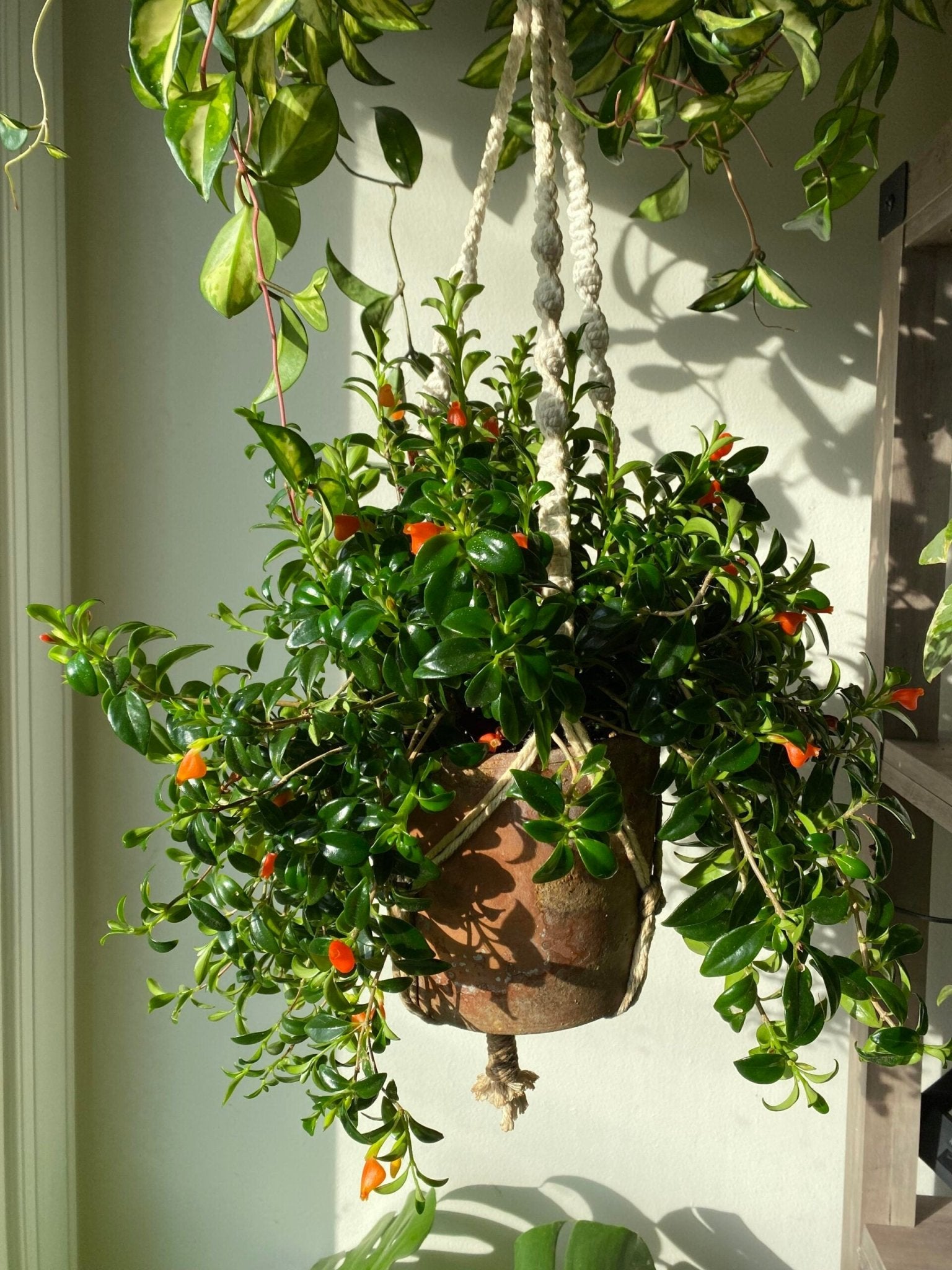 Goldfish Plant (Nematanthus gregarius) - Ladybird Nursery