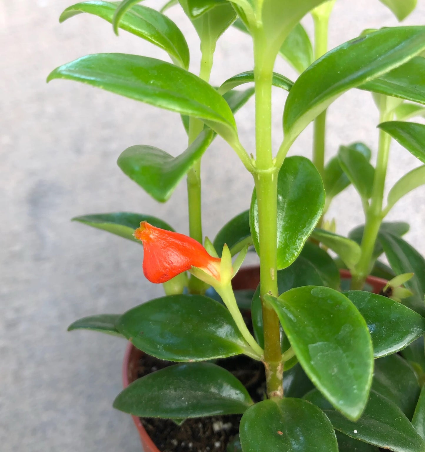 Goldfish Plant Assorted (Nematanthus spp.)