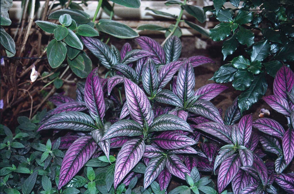 Goldfussia (Strobilanthes anisophyllus)