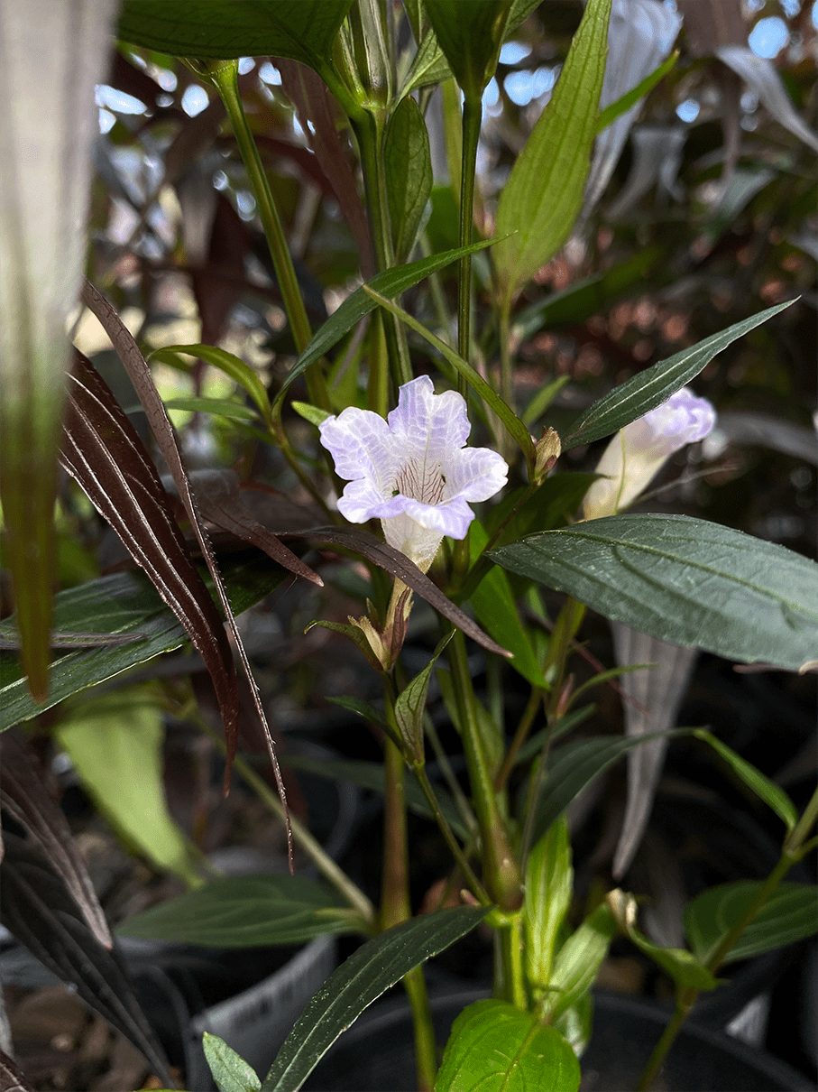 Goldfussia Chameleon (Strobilanthes anisophyllus) - Ladybird Nursery