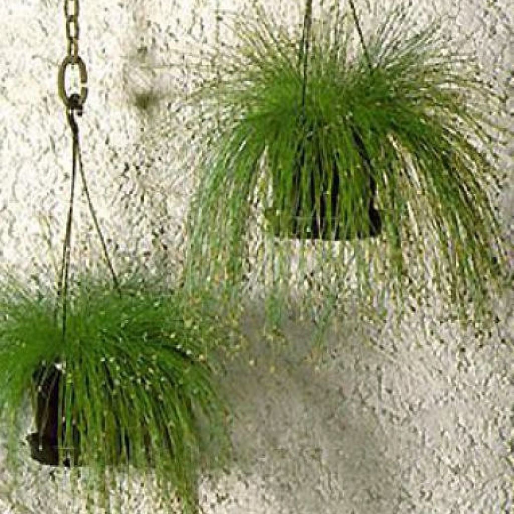 Fiber Optic Grass (Scirpus cernuus)