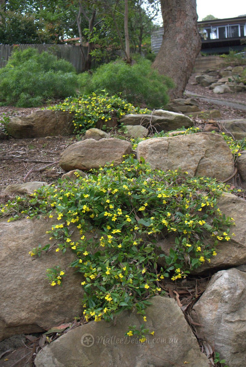 Goodenia Mallee Bonza - Ladybird Nursery