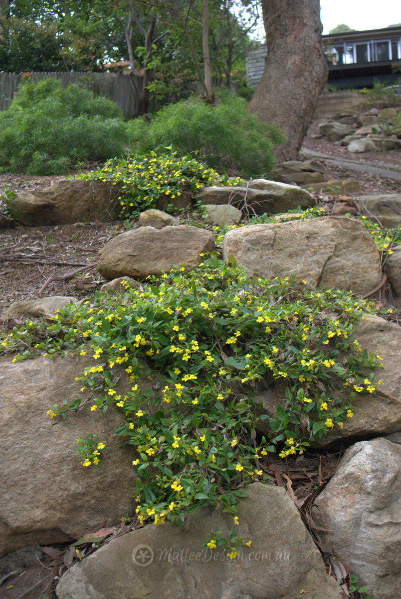 Goodenia Mallee Bonza
