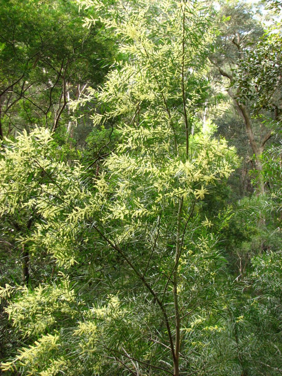 Gossamer Wattle (Acacia floribunda)