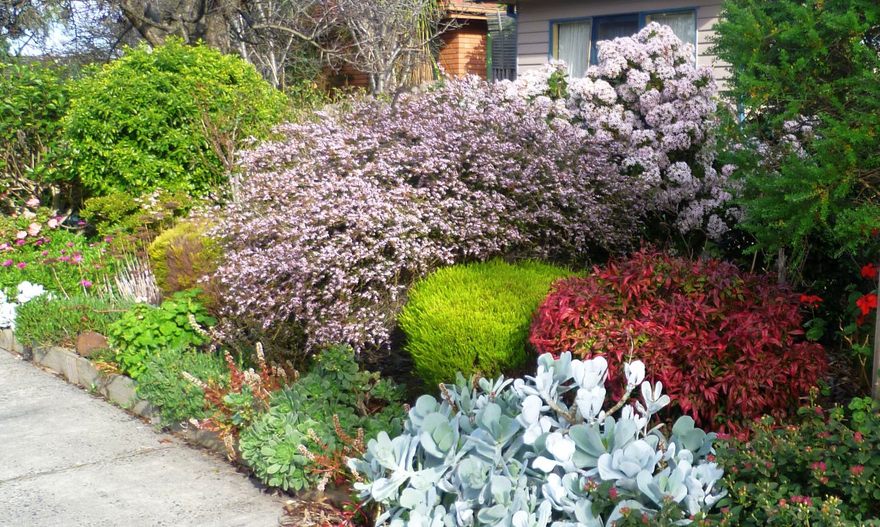 Grampians Thryptomene F.C. Payne (Thryptomene saxicola)