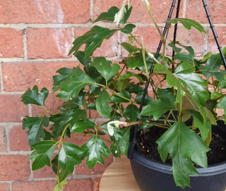 Grape Ivy (Cissus rhombifolia)