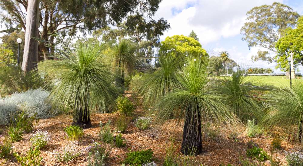 Grass Tree seed grown (Xanthorrhoea glauca)